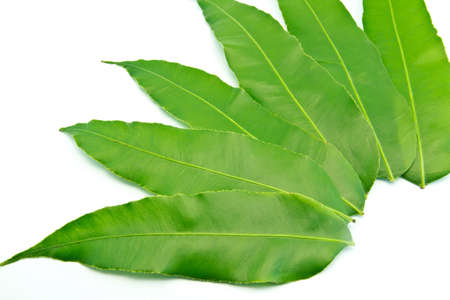 green leaf on a white backgroundの写真素材