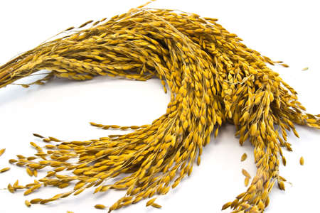 Paddy Jasmine Rice On White Backgroundの写真素材