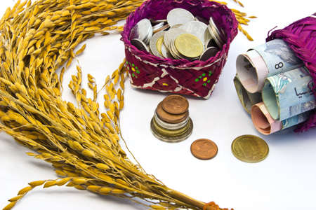 paddy  Rice and save money isolated conceptの写真素材