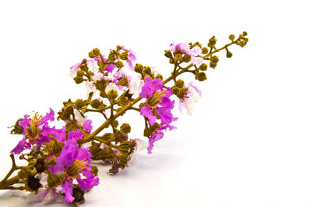 Beautiful Crape Myrtle flowers on white backgroud の写真素材