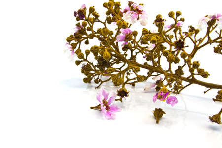 Queenの写真素材