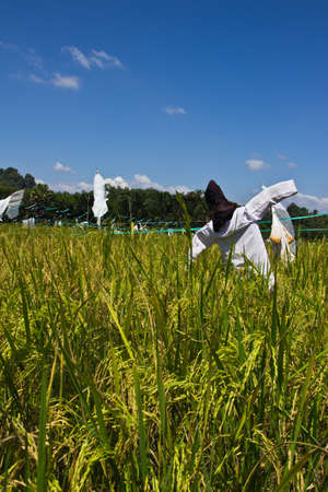 carecrow on the rice field during season rice Thai traditional holidayの写真素材