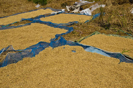 Pile of paddy in brown shell from Thailandの写真素材