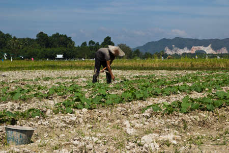 One male Thai peasant working with agriculture tool Watering plants の写真素材