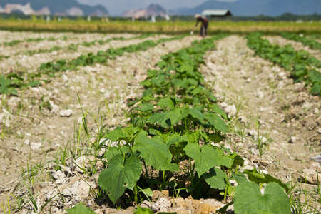 Green Cucumber plants growing on the field Thaiの写真素材