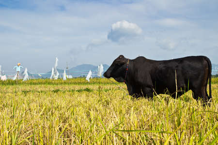 balck Buffalo in the farm rice in the natureの写真素材