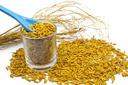 Paddy Rice And Ceramic Spoon Isolated On White concept の写真素材