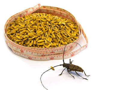 Insect and Measuring Tape around paddy on white background concept の写真素材