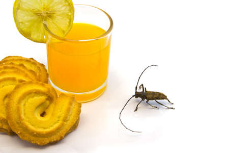 insect attracted by the sweet scent of orange juice with cookies isolated white  の写真素材