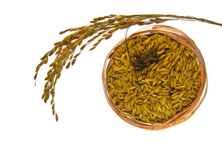 a Insect in Measuring Tape around paddy on white background concept の写真素材