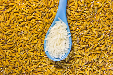 rice in spoon with row paady rice background の写真素材
