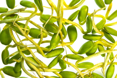 many luk rieng  Vegetables  or Thai calling ;luk rieng  on white background の写真素材