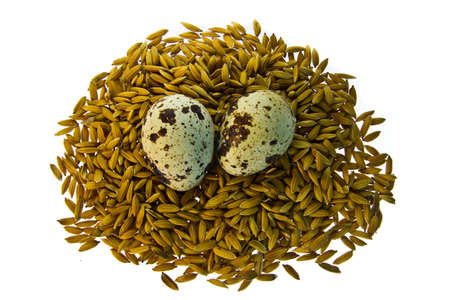 quail eggs in the paddy on white backgroundの写真素材