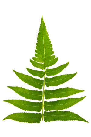 a fern leaf isolated on white background の写真素材