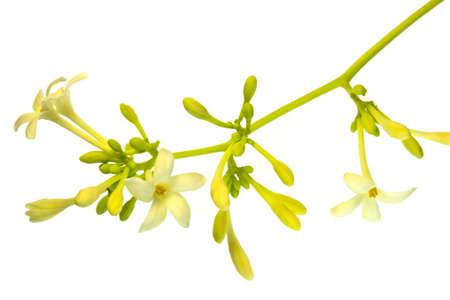 Papaya flowers on white background の写真素材