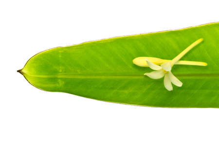 banana flower on banana leaf isolated on white background の写真素材