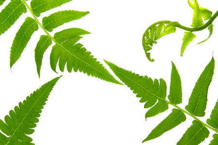Fern leaf isolated on white background の写真素材