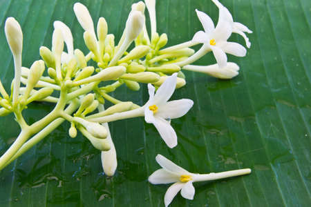 beautiful white flower and drop water on banana leaf の写真素材