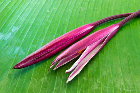 two Red Crinum or Giant Lily flower on banana leaf の写真素材