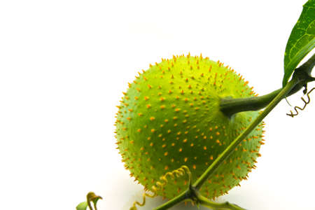 fresh gac fruit  isolated on white background の写真素材
