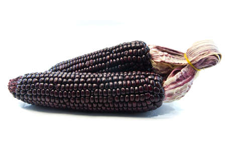 fresh corn bundle on white background の写真素材