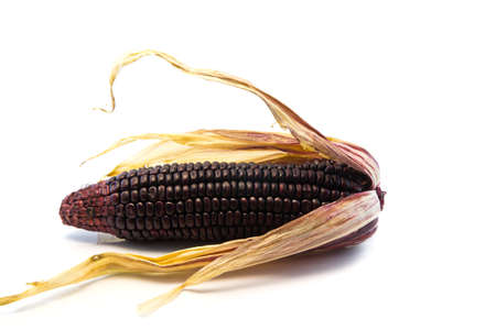 Fresh uncooked Thai purple corn with huskの写真素材