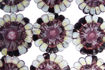many Fresh purple corn on white backgroundの写真素材