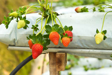 strawberry Tree In the garden, Cameron highlands, Malaysiaの写真素材