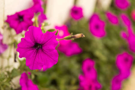 Many big flowers of  purple petuniasの写真素材