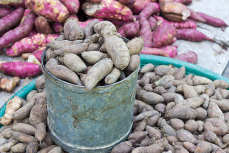 Fresh Yacon roots in steel cans for sale in the market ,Thailand 