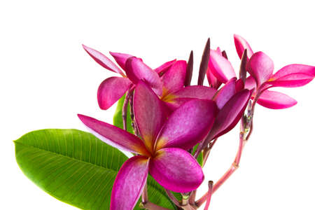 Summer flower red Plumeria flower isolated on a white backgroundの写真素材