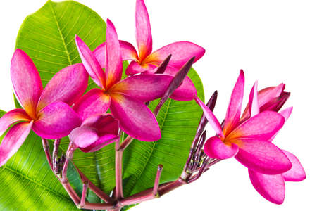 Blossom of red Plumeria flower tropical flower isolated on a white backgroundの写真素材
