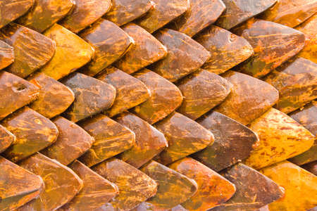 Coconut Husks for backgroundの写真素材