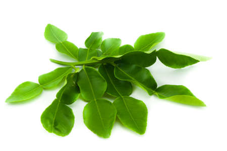 bergamot kaffir lime leaves herb fresh ingredient food asian thailand tom yam isolatedの写真素材