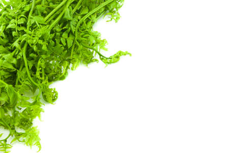 fern leaf closeup shot on white backgroundの写真素材