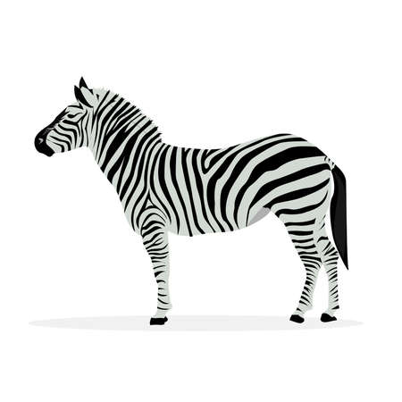 illustration of zebra profile isolated on white background.のイラスト素材