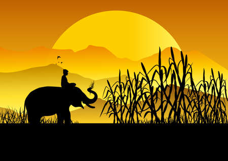 Silhouette action of elephant in the cane garden, thailand.のイラスト素材