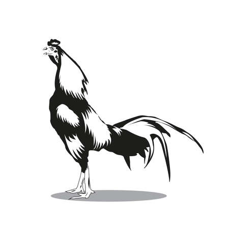 Rooster.Silhouette of the cock on white background. Cock. Animal. The black silhouette of bird.のイラスト素材