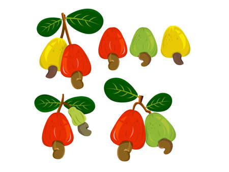 Cashew and leaves  element design cashew nut sign. isolated symbol illustrationのイラスト素材