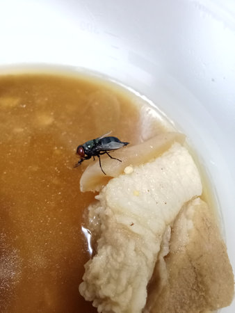 Bluebottle, A fly on food, calliphora vomitoria is on pork pieces in a dish. Chrysomya megacephalaの写真素材