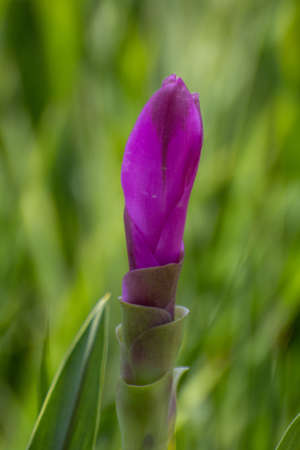 Siam Tulip pink, Northern Thailand