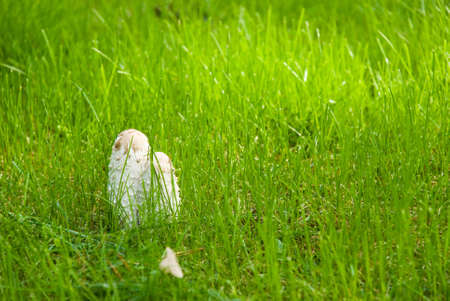  toadstool on lawnの写真素材