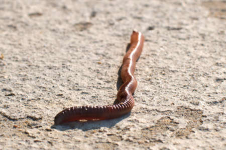 Earthworm at sunny day on the concrete surface
