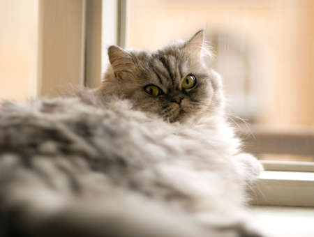 Cat on the windowの写真素材
