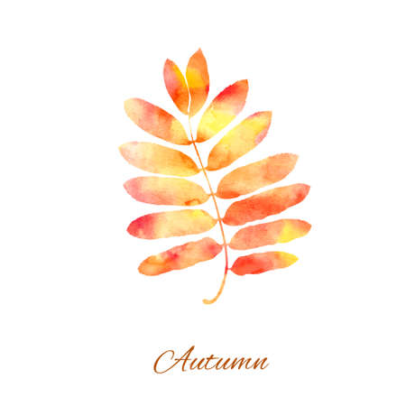 Vector autumn rowan leaf. Watercolor painted leaf on white background.のイラスト素材
