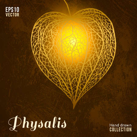 Hand drawn physalis plant on dark grunge background. Vector illustration.のイラスト素材