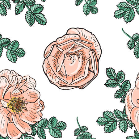 Briar rose sketch seamless pattern. Pink flowers with black outline on white background. Vector illustration.のイラスト素材