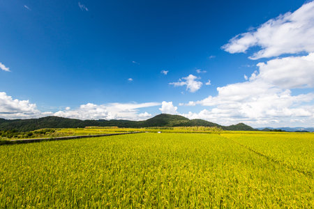 Terraced rice field with blue sky and white cloud background.