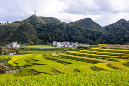 Terraced rice field in Mae Salong, Chiang Rai, Thailandの写真素材