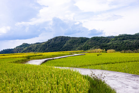 Rice field in Chiangmai province, Northern Thailand.